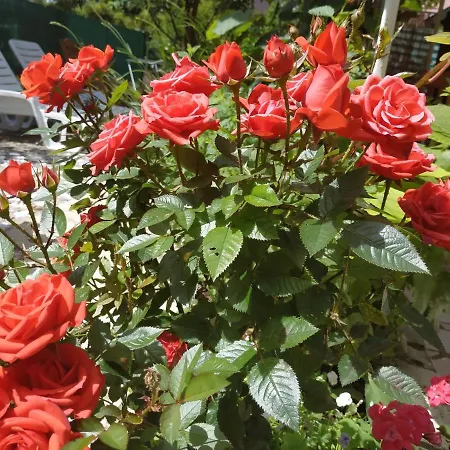 Nadija Apartament Rovinj